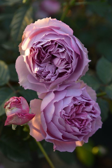伊丽莎白月季 伊丽莎白 Elisabeth