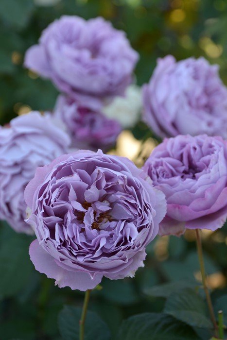 伊丽莎白月季 伊丽莎白 Elisabeth