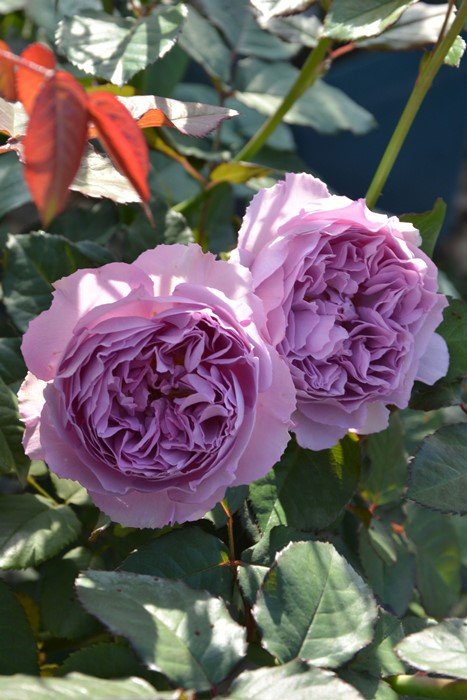 伊丽莎白月季 伊丽莎白 Elisabeth