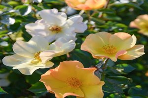 伏彩传 The Flowering Spirit Yamabuki