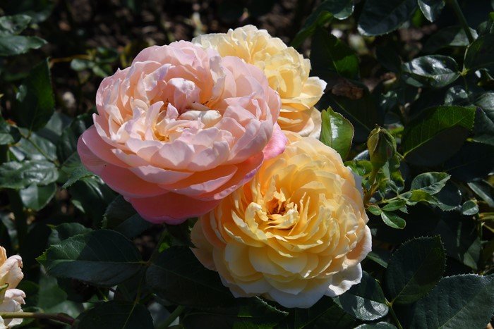 香槟月季 香槟Champagne