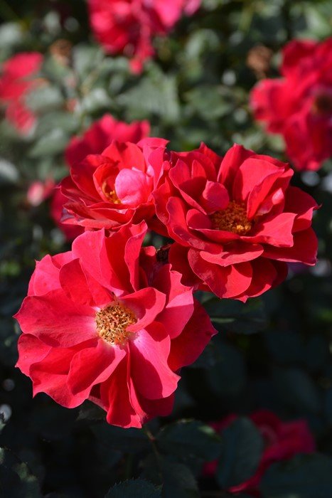 风姿花传红月季 风姿花传红Kurenai