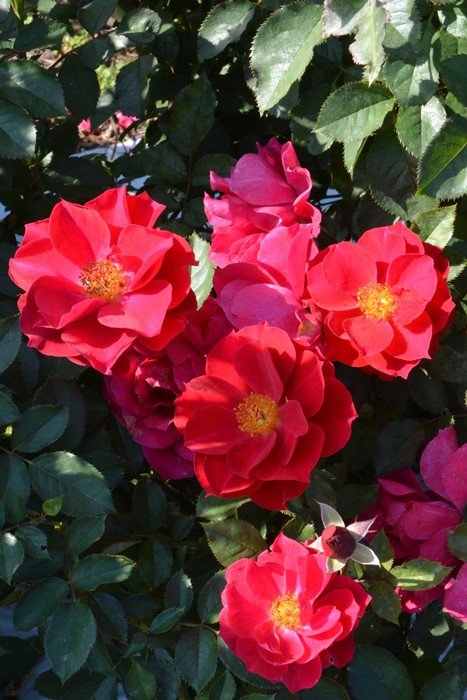 风姿花传红月季 风姿花传红Kurenai