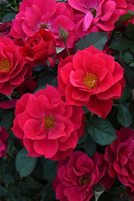 风姿花传红月季 风姿花传红Kurenai