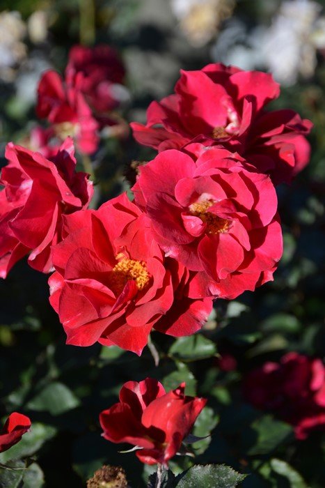 风姿花传红月季 风姿花传红Kurenai