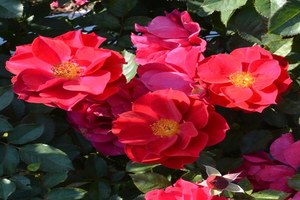 风姿花传红Kurenai