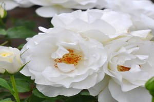 冰河Gracieux
