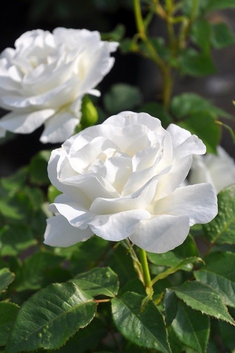 冰河月季 冰河Gracieux