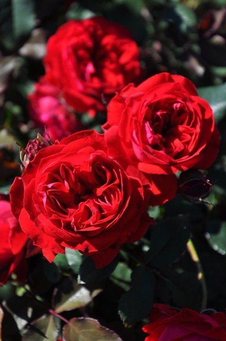 我的玫瑰月季 我的玫瑰My Rose