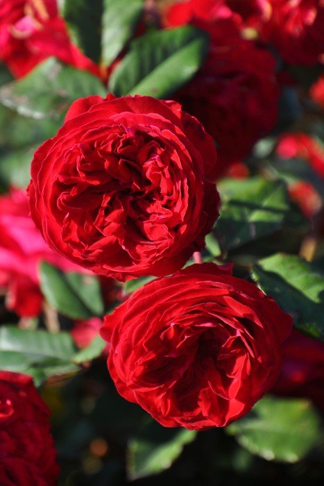 我的玫瑰月季 我的玫瑰My Rose