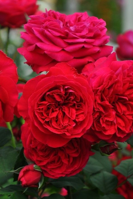我的玫瑰月季 我的玫瑰My Rose