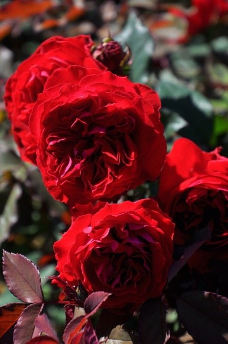 我的玫瑰月季 我的玫瑰My Rose