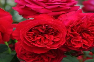 我的玫瑰My Rose