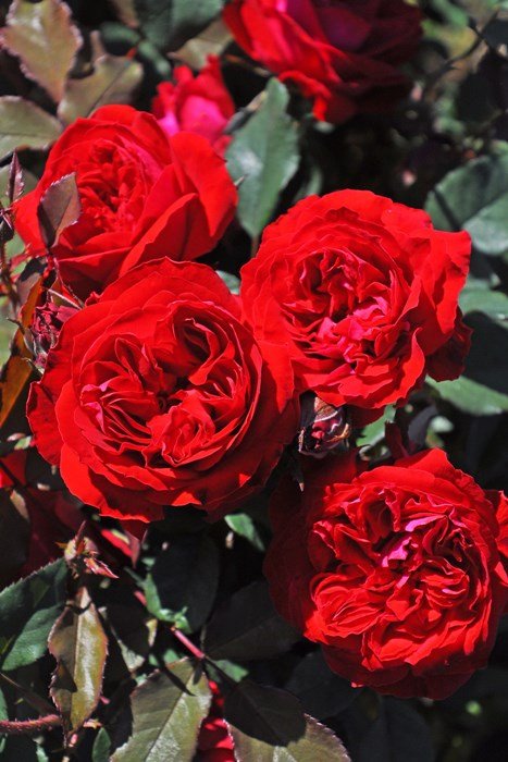 我的玫瑰月季 我的玫瑰My Rose