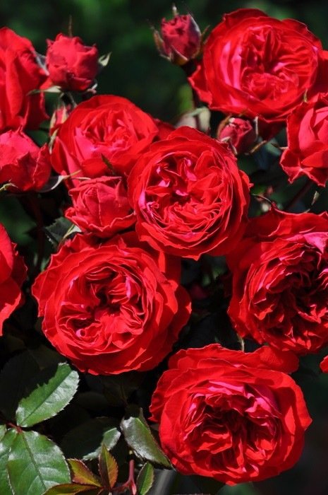 我的玫瑰月季 我的玫瑰My Rose