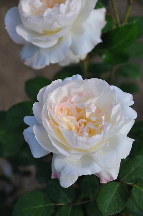 宁芙月季 宁芙Nympha