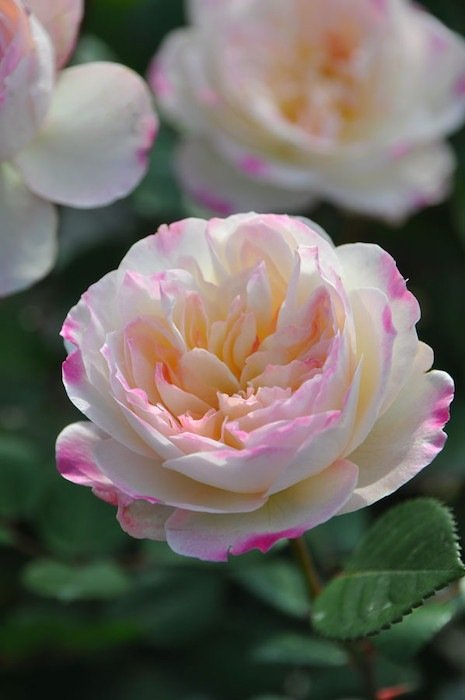 宁芙月季 宁芙Nympha