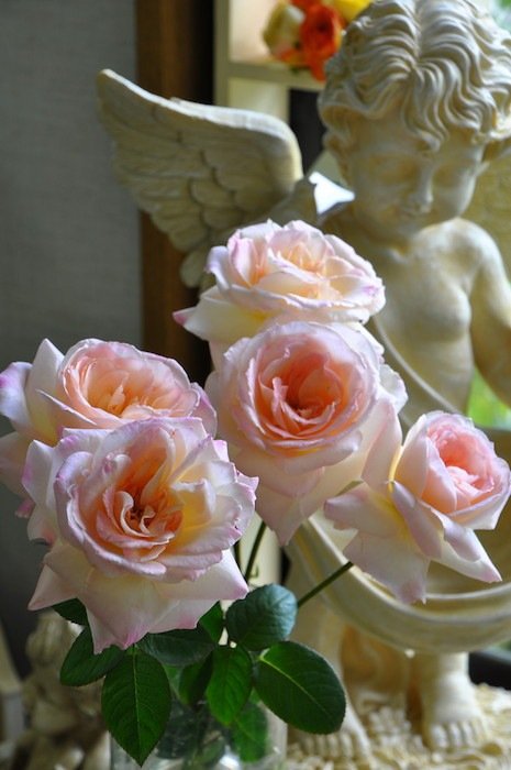 宁芙月季 宁芙Nympha