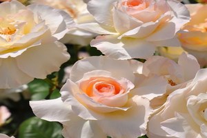 宁芙Nympha