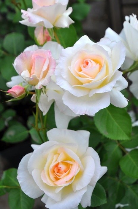 宁芙月季 宁芙Nympha