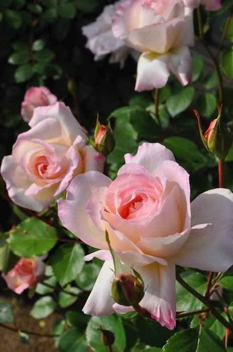 宁芙月季 宁芙Nympha