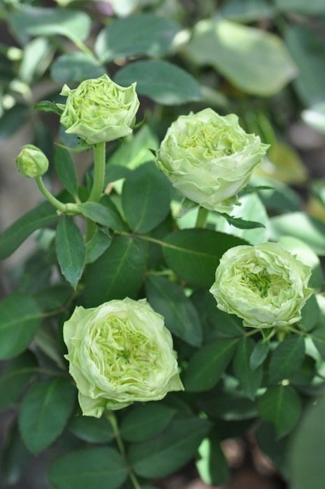 绿野月季 绿野La Terre Verte