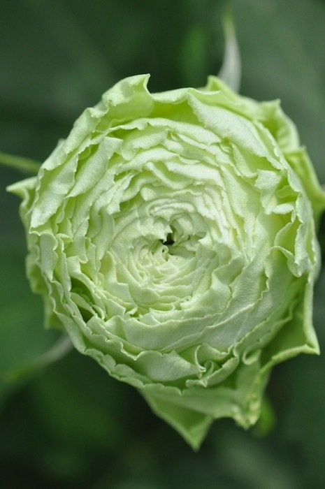绿野月季 绿野La Terre Verte