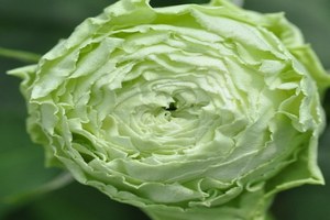 绿野La Terre Verte