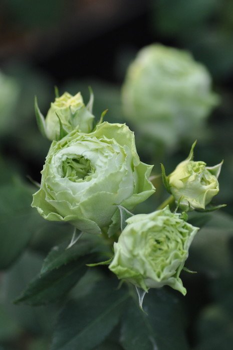 绿野月季 绿野La Terre Verte