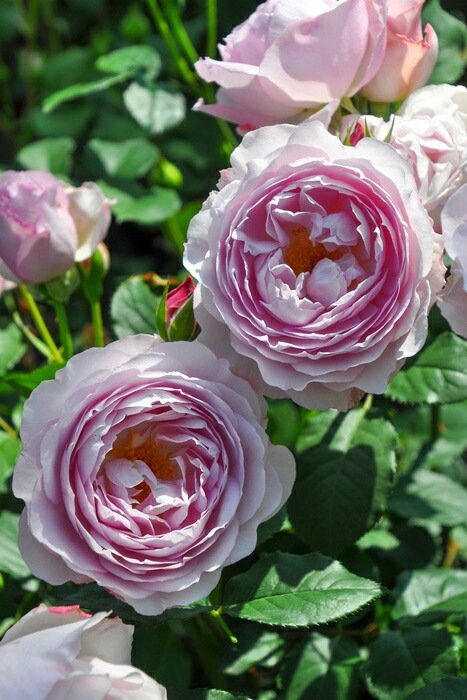 菲奥拉月季 菲奥拉Fiora
