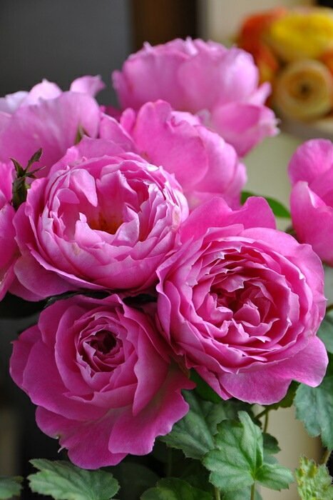 菲奥拉月季 菲奥拉Fiora