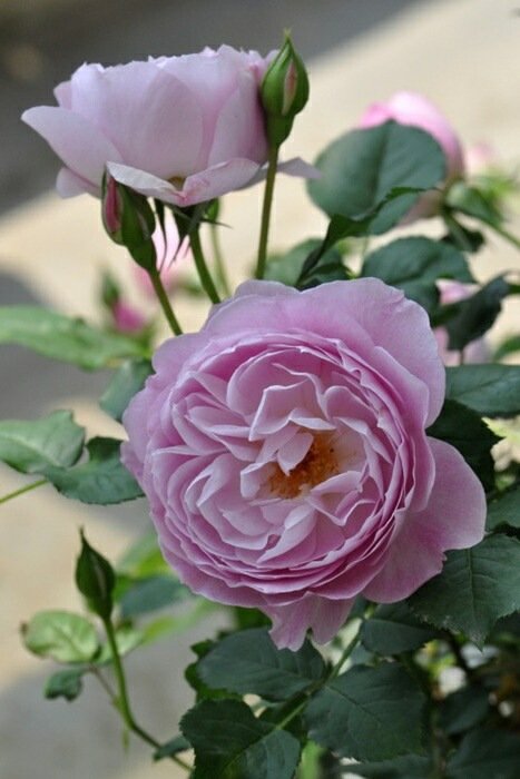 菲奥拉月季 菲奥拉Fiora