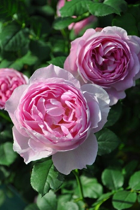 菲奥拉月季 菲奥拉Fiora