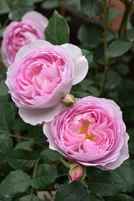 菲奥拉月季 菲奥拉Fiora