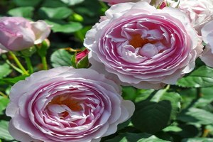 菲奥拉Fiora