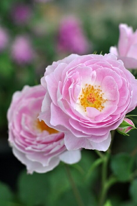 菲奥拉月季 菲奥拉Fiora