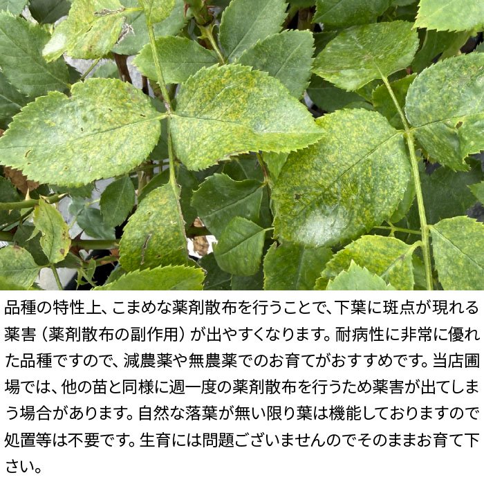 爵士月季 爵士Jazz(木村卓功)