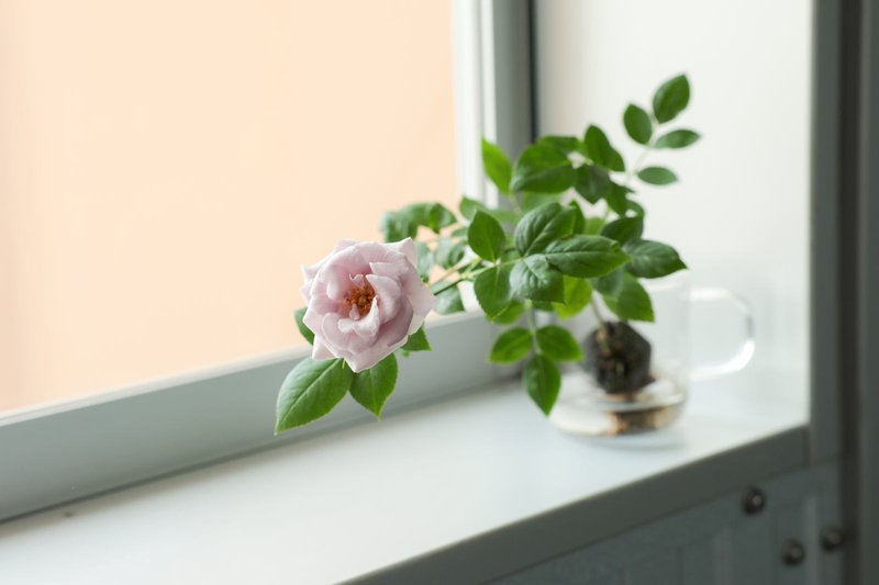 绯色月季 绯色 Hiiro