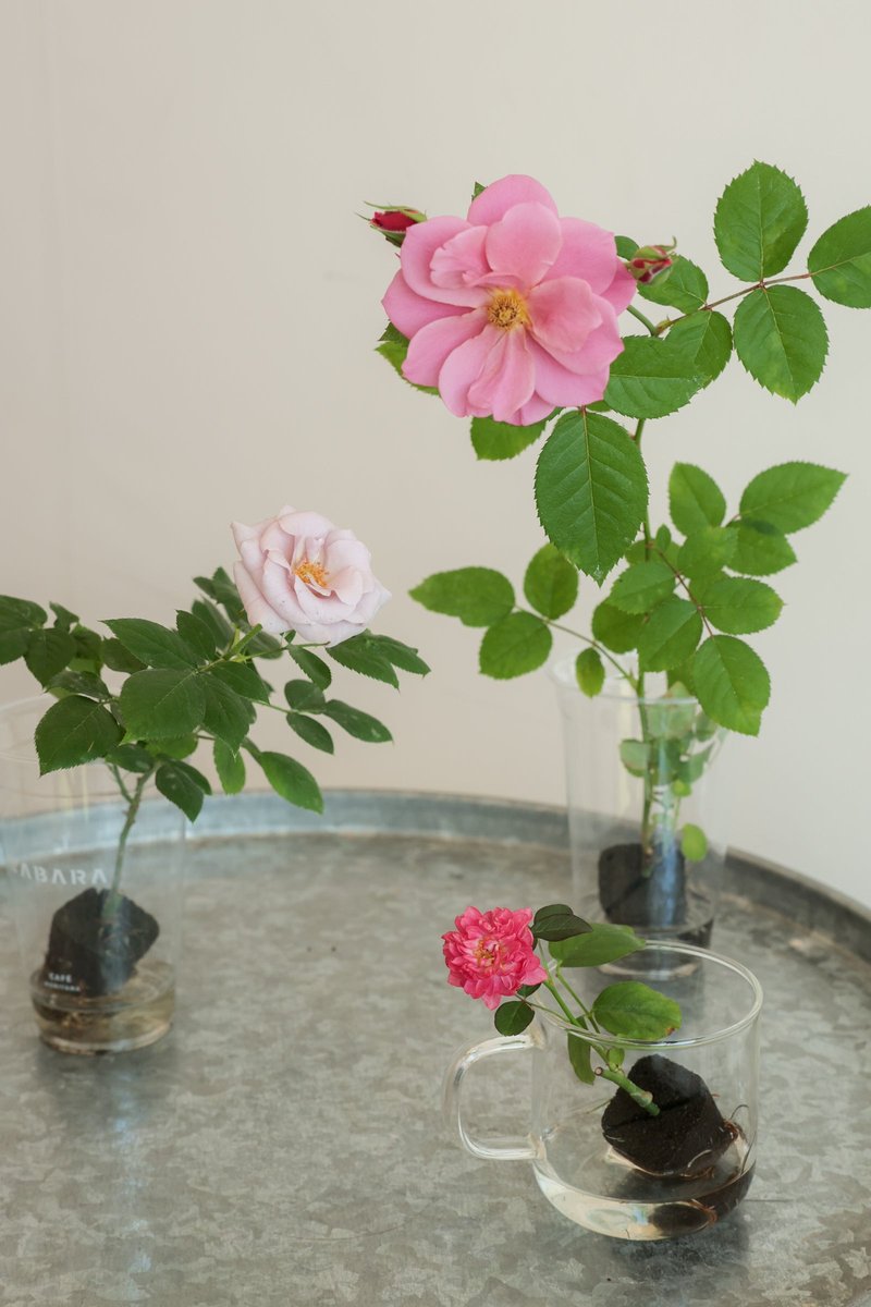 手鞠月季 手鞠 Temari