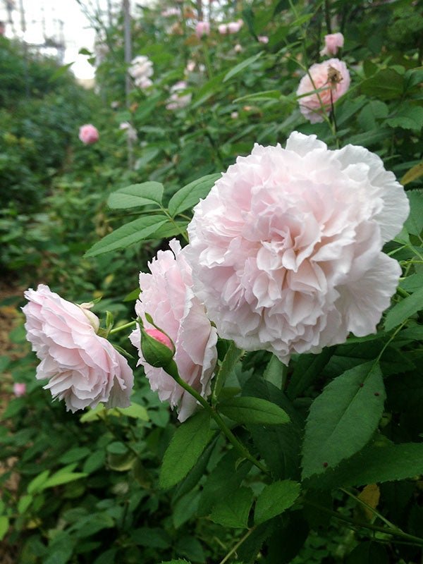 花见小路月季 花见小路 Hanamikoji