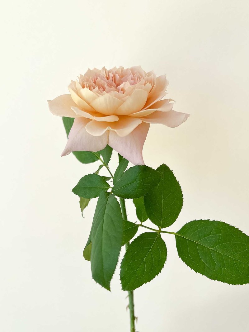 永远月季 永远 towa