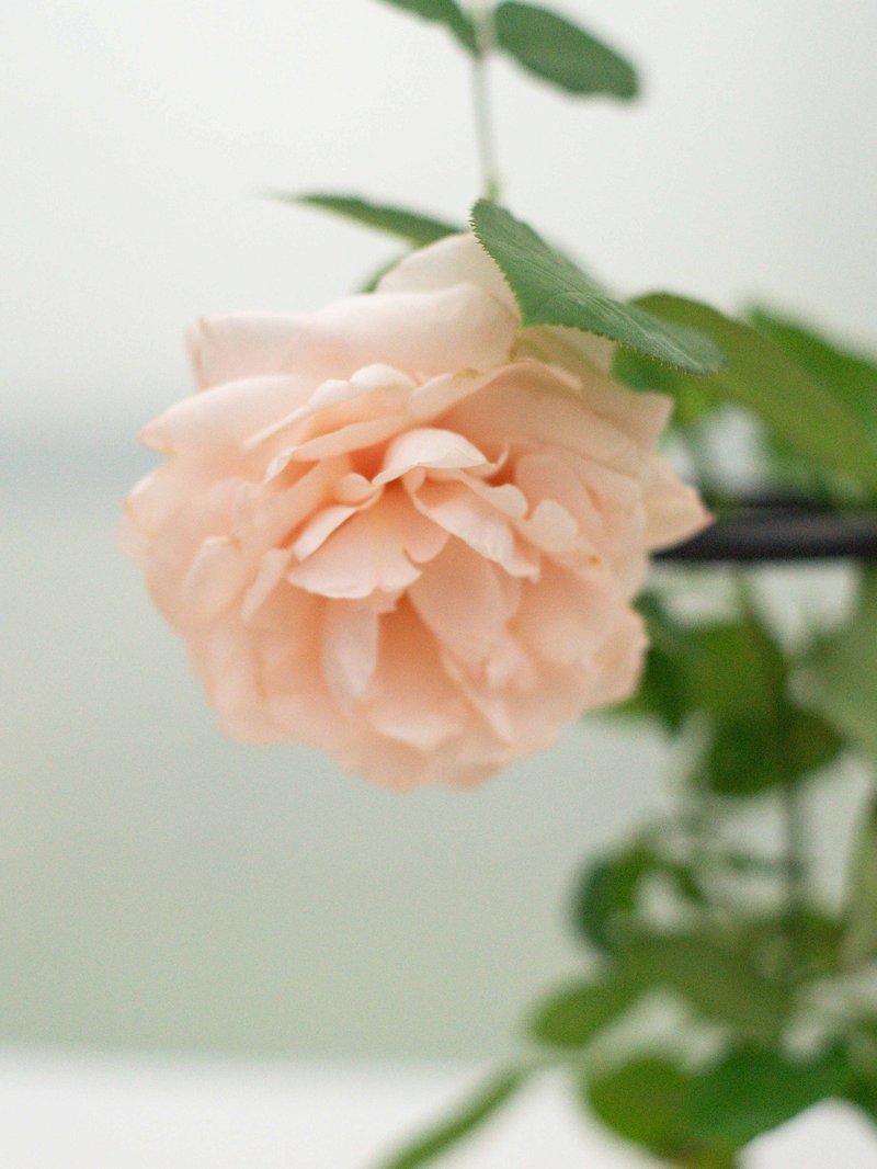 栞月季 栞shioli