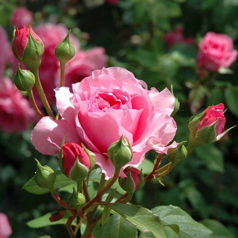 珀斯玫瑰月季 珀斯玫瑰The Perse Rose