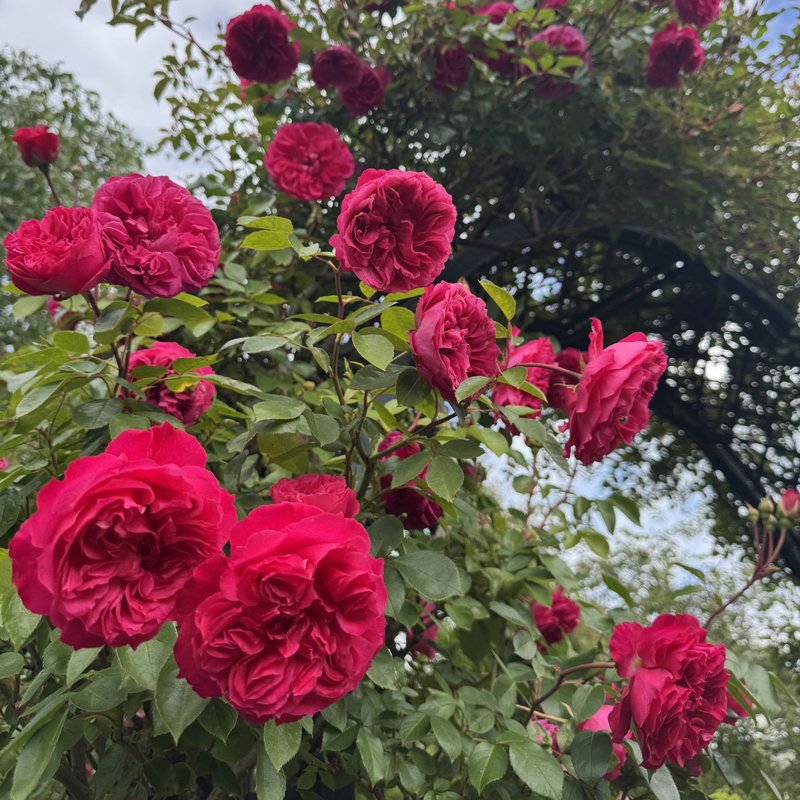 艾佛玫瑰月季 艾佛的玫瑰Ivor's Rose