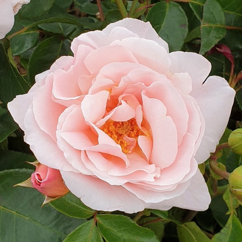 牛津药草园玫瑰月季 牛津药草园玫瑰Oxford Physic Rose