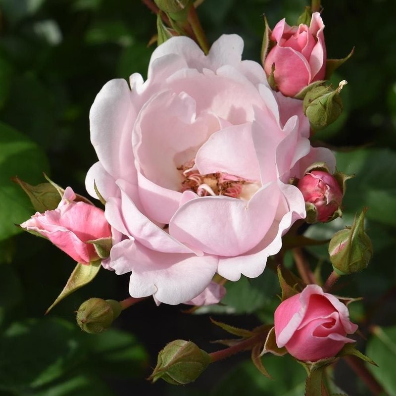 基蒂的玫瑰月季 凯蒂的玫瑰Kitty's Rose