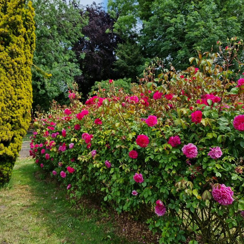 艾佛玫瑰月季 艾佛的玫瑰Ivor's Rose