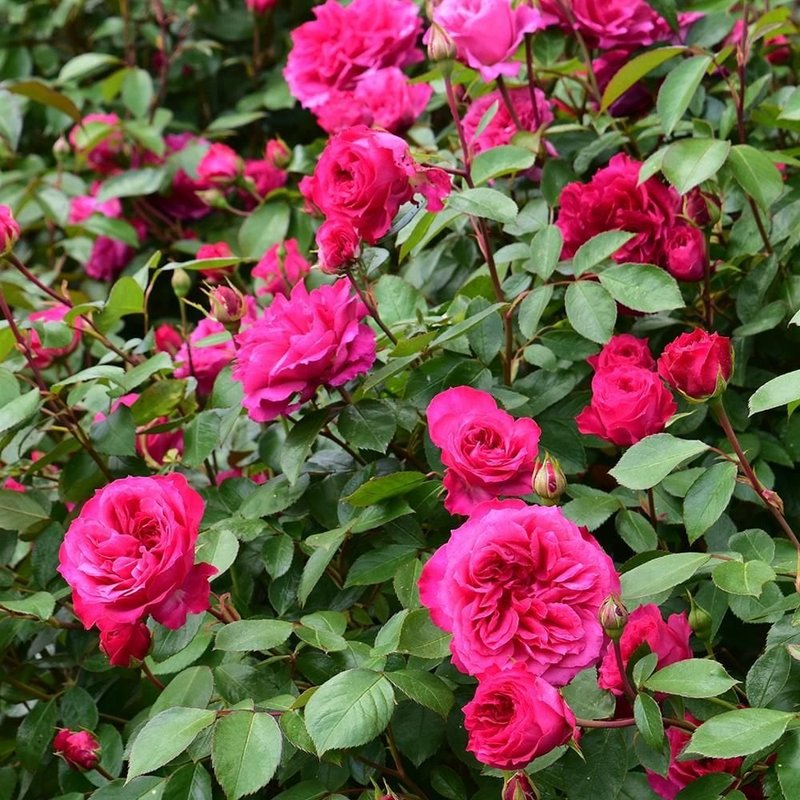 艾佛玫瑰月季 艾佛的玫瑰Ivor's Rose