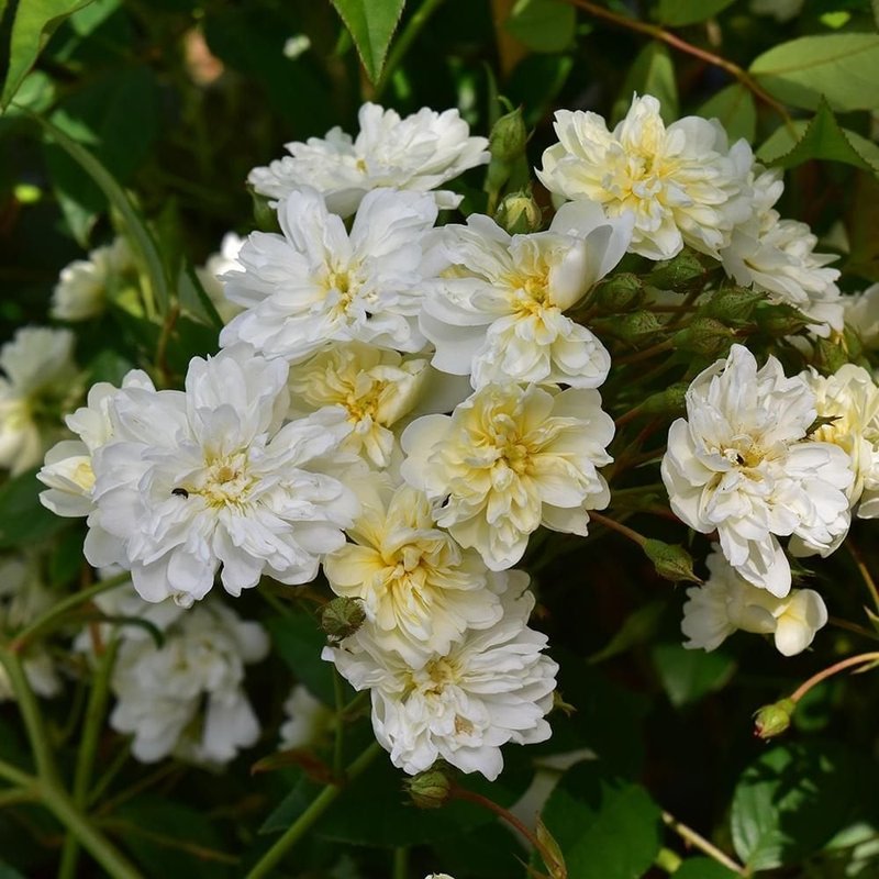 曼宁顿瀑布Mannington Cascade