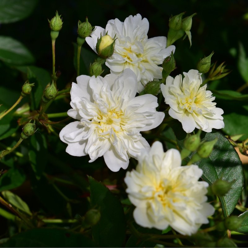 曼宁顿瀑布Mannington Cascade